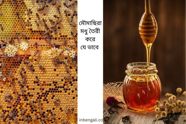 How Honey Bees Make Honey in bengali
