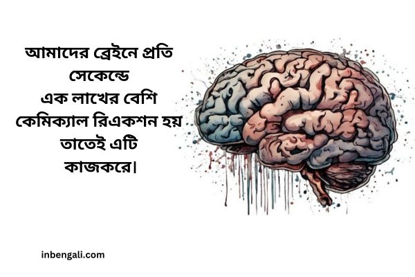 Brain Facts in Bengali