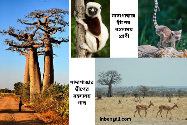 Madagascar in Bengali